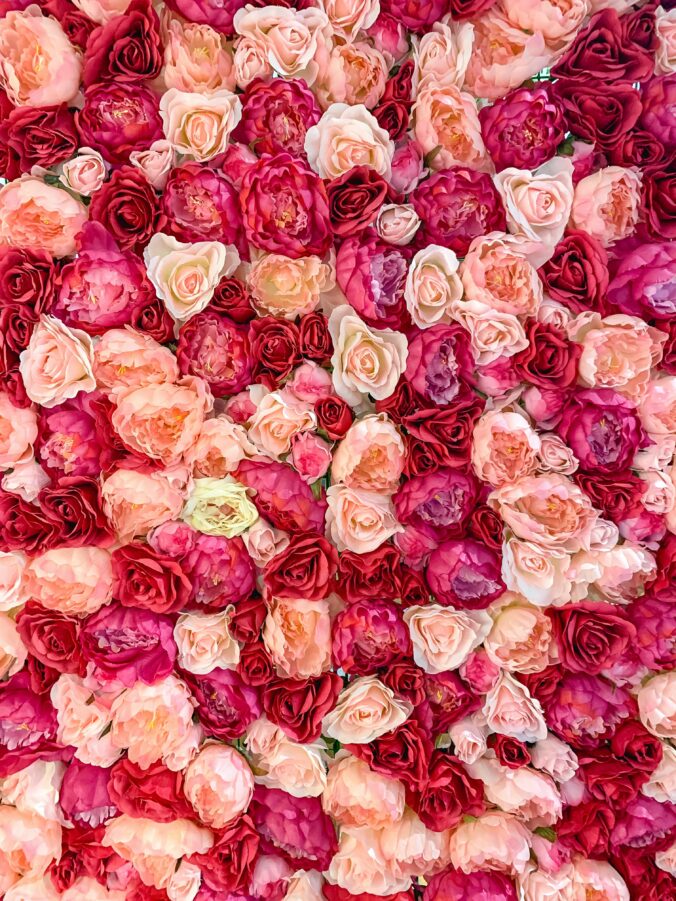 Image of light pink and red roses close together taking up the entire image